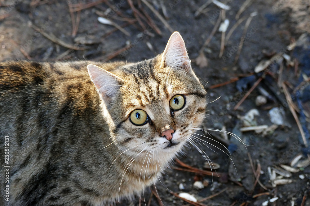 close-up cat head,