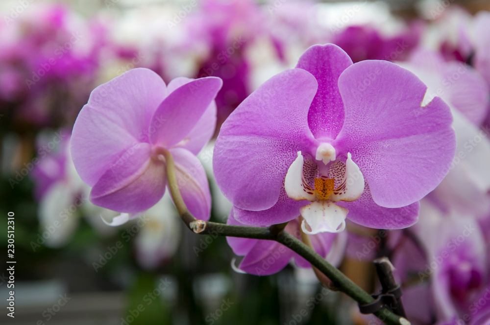 Obraz premium violet orchid 