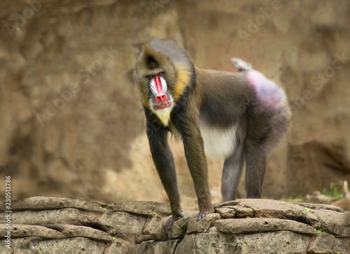 Male African baboon monkey with white and red dog like snout