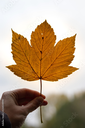 autumn leaf in hand
