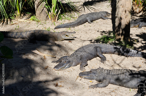 A group of Alligators gather near the edge of a pond  St. Augustine Alligator farm  St. Augustine  FL