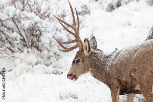 Muley Buck in the Snow