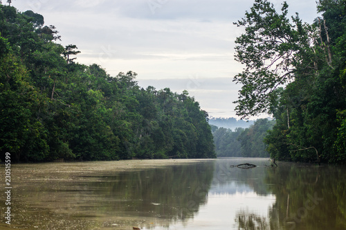  Rainforest along the kinabatangan river  Sabah  Borneo. Malaysia.