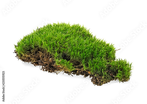 Closeup of green moss isolated on a white background