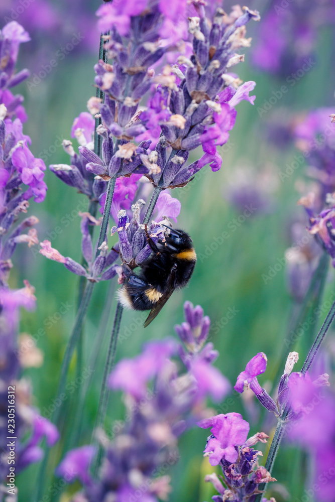Bee pollinating herbal lavender flowers in a field. England, UK Bee pollinating herbal lavender flowers in a field. England, UK