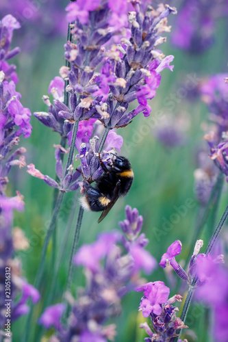 Bee pollinating herbal lavender flowers in a field.  England, UK