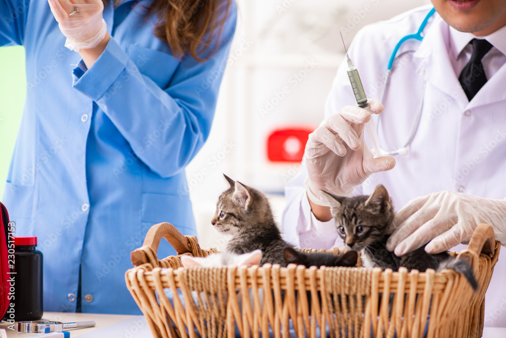 Doctor and assistant in vet clinic checking up kitten Doctor and assistant in vet clinic checking up kitten