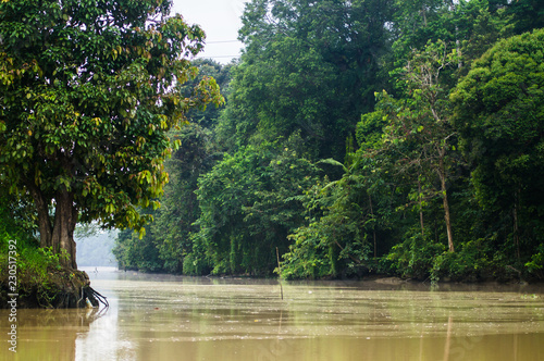  Rainforest along the kinabatangan river, Sabah, Borneo. Malaysia.