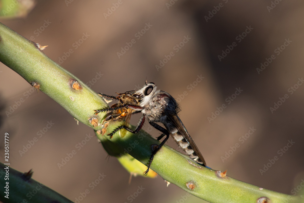 A Robber Fly, a large flying predator insect resting on a cholla cactus branch with a dead honeybee that the fly is eating after hunting the bee down. Pima County, Arizona. October of 2018. A Robber Fly, a large flying predator insect resting on a cholla cactus branch with a dead honeybee that the fly is eating after hunting the bee down. Pima County, Arizona. October of 2018.