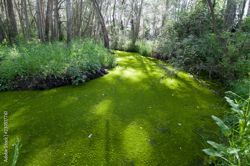 riviere avec pollution algue verte photo