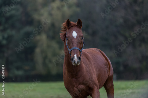 junges Pferd