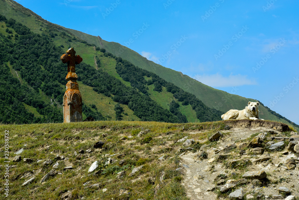 Caucasian Shepherd Dog guarding a cross in a remote valley in Caucasus, Georgia. 