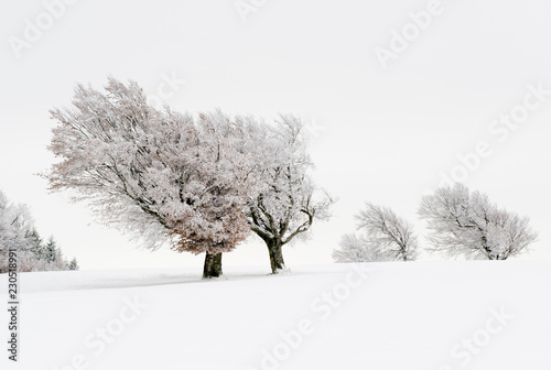 Wunderschön verschneite Bäume auf dem Schauinsland bei Freiburg photo