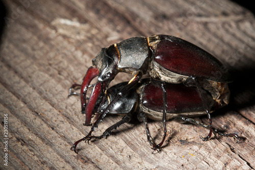insecte lucane cerf volat reproduction photo