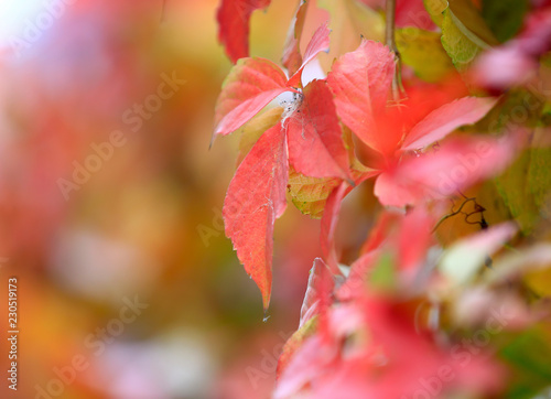 Red boston ivy,outdoors in autumn
