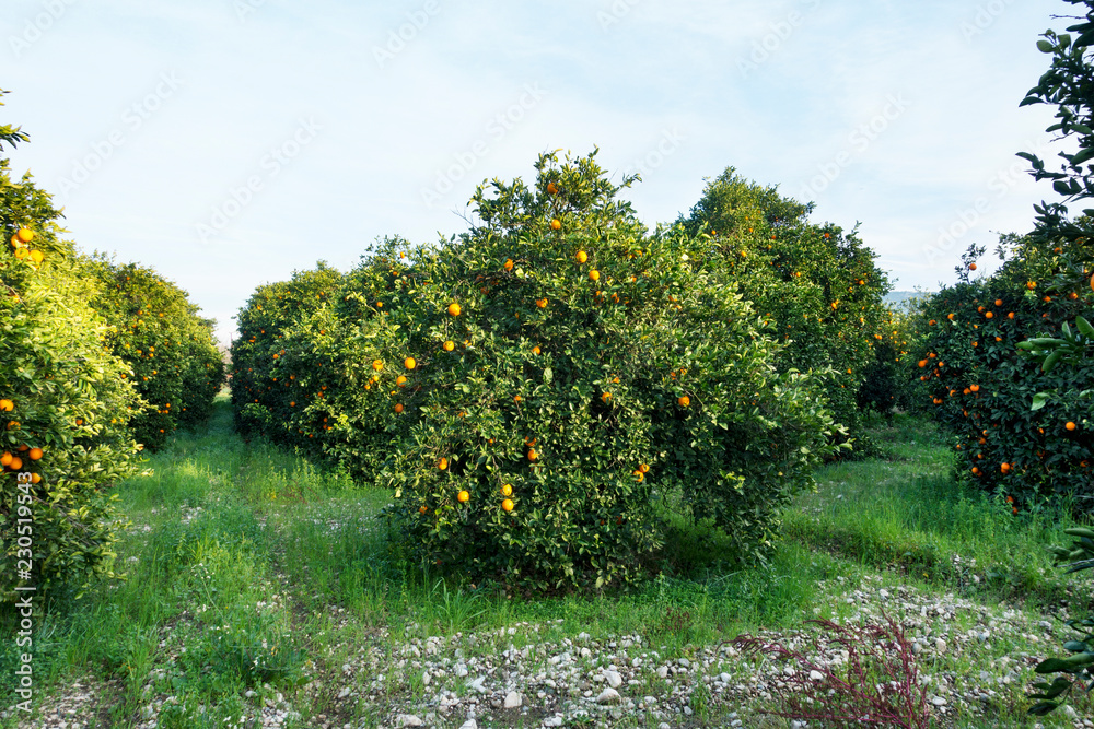 Organic oranges garden on homegrown orange tree Organic oranges garden on homegrown orange tree