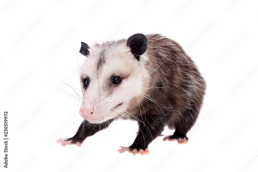 Obraz premium The Virginia opossum, Didelphis virginiana, on white