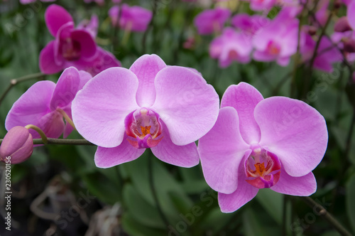 vilolet orchid flowers