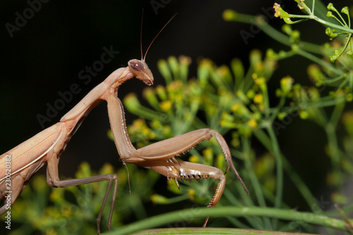 gros plan mante religieuse