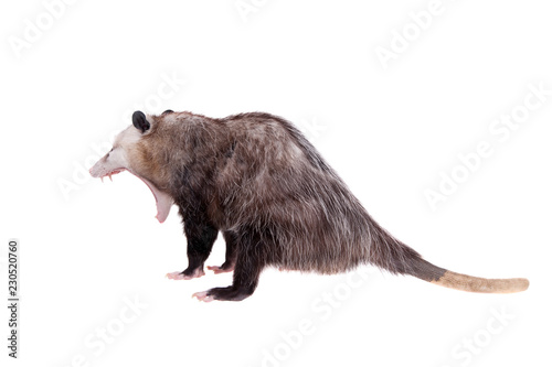 The Virginia opossum, Didelphis virginiana, on white