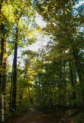 Path covered with brown leaves surrounded by tall trees with green leaves with sun shining through tops of trees in Minnesota