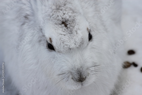 Snow Rabbit