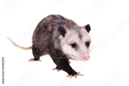 Behang The Virginia opossum, Didelphis virginiana, on white