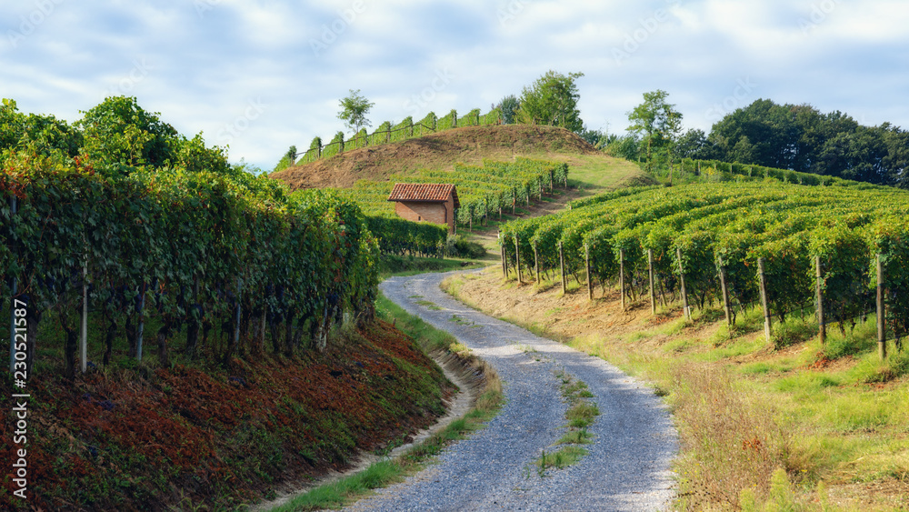 vineyard of barolo (wine district of langhe, in Piedmont, Italy), with an old toolshed between the vine rows 