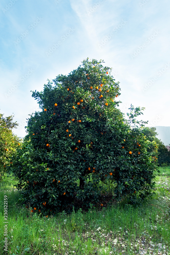 Fototapeta premium Organic oranges garden on homegrown orange tree