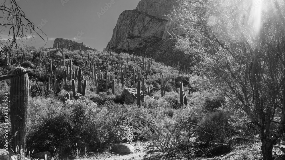 Black and white detail of the Sonoran Desert near Tucson, Arizona, USA. Beautiful cactus, saguaro, prickly pear and cholla dot the rugged arid Southwestern landscape. 