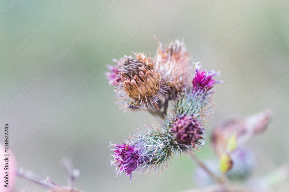 Dried inflorescences and purple thistle flower on a green background. Medicinal plant ecologically clean area. Floral background. Dried inflorescences and purple thistle flower on a green background. Medicinal plant ecologically clean area. Floral background.