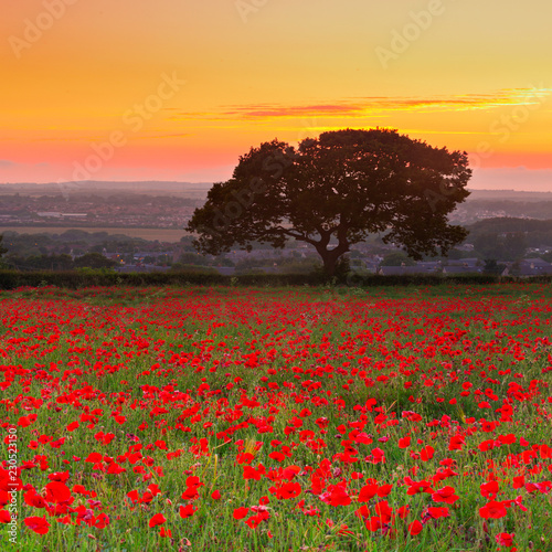 Beautiful red poppies field landscape with colorful sunset sky