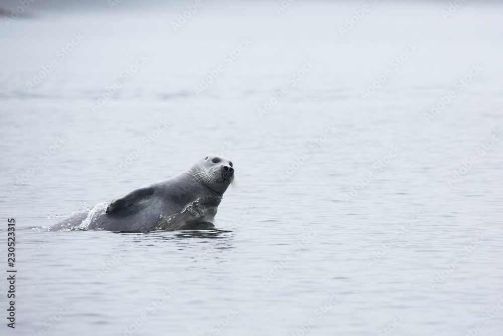 Fototapeta premium Z wody do morza wyskakuje dzikie foki
