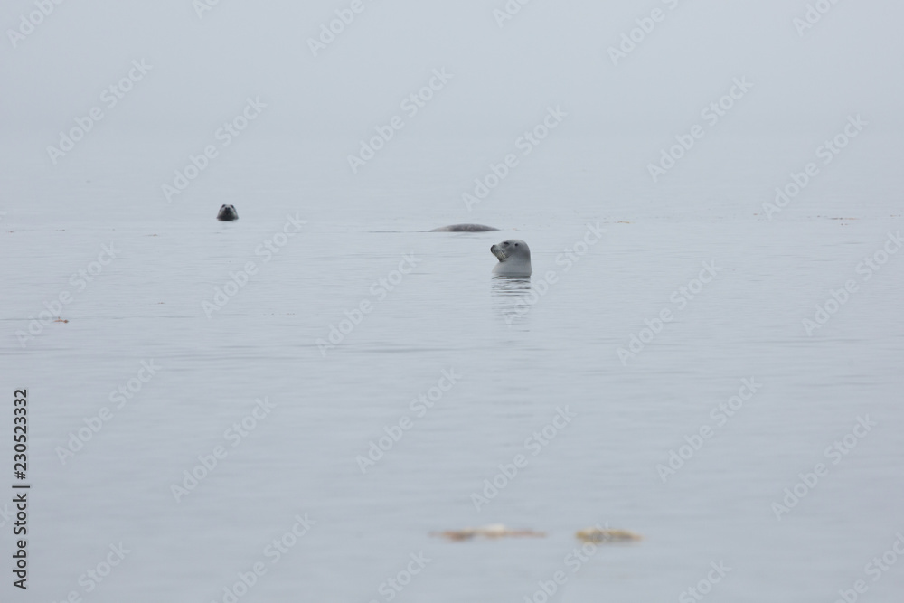 Naklejka premium grupa fok w szarej mgle na morzu ochockim
