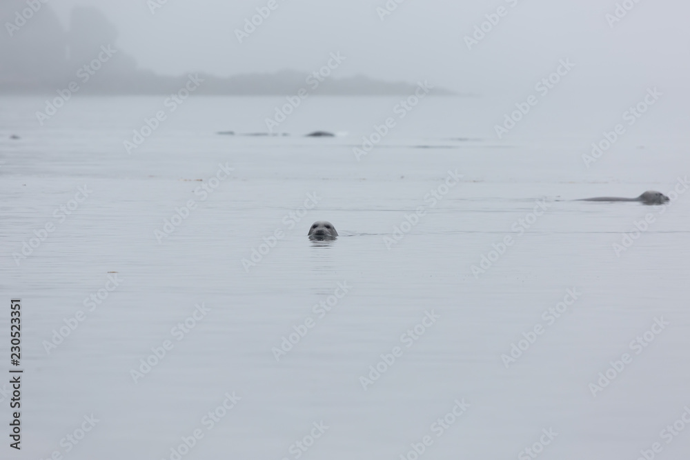Naklejka premium Kilka fok w morzu na tle wybrzeża we mgle