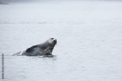 A wild fur seal jumps out of the water into the sea