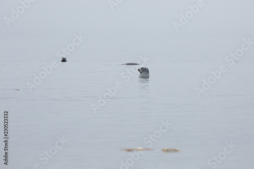 group of fur seal in grey fog in the okhotsk sea