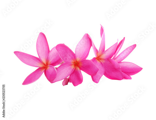 Pink Frangipani flower isolated on white background