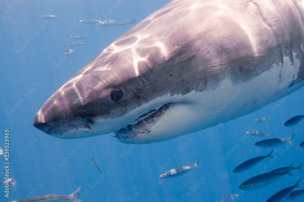 Naklejka premium Great White Shark