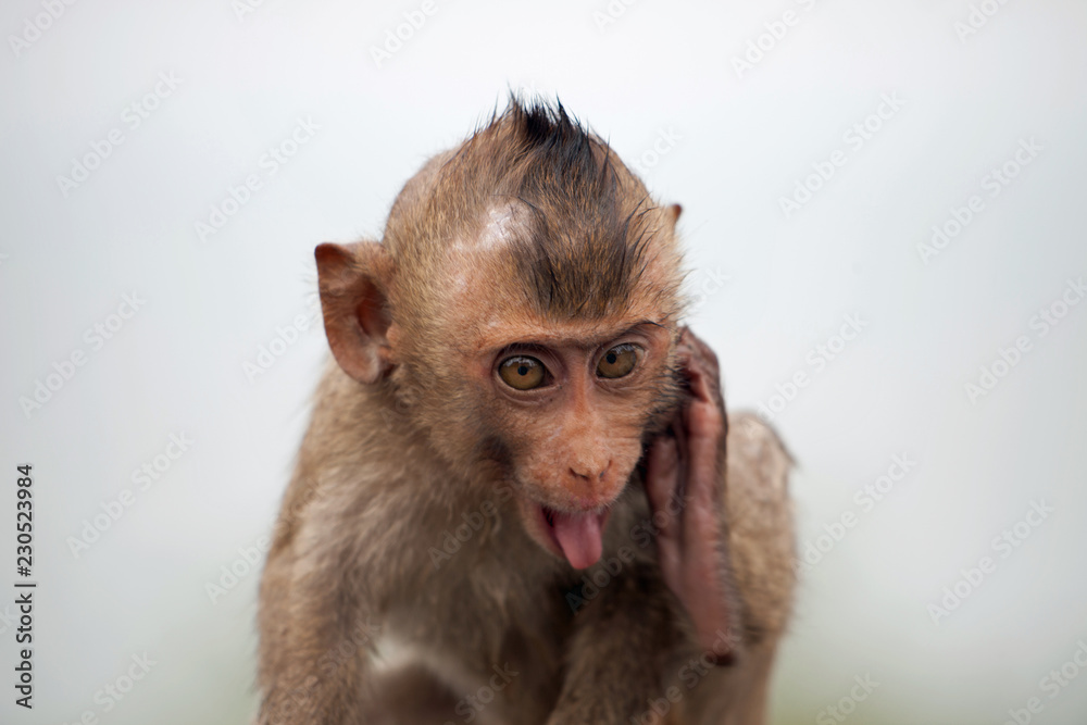 Fototapeta premium 可愛いサル