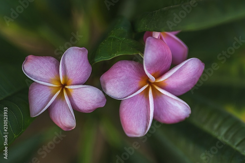 Pink magnolia flowers