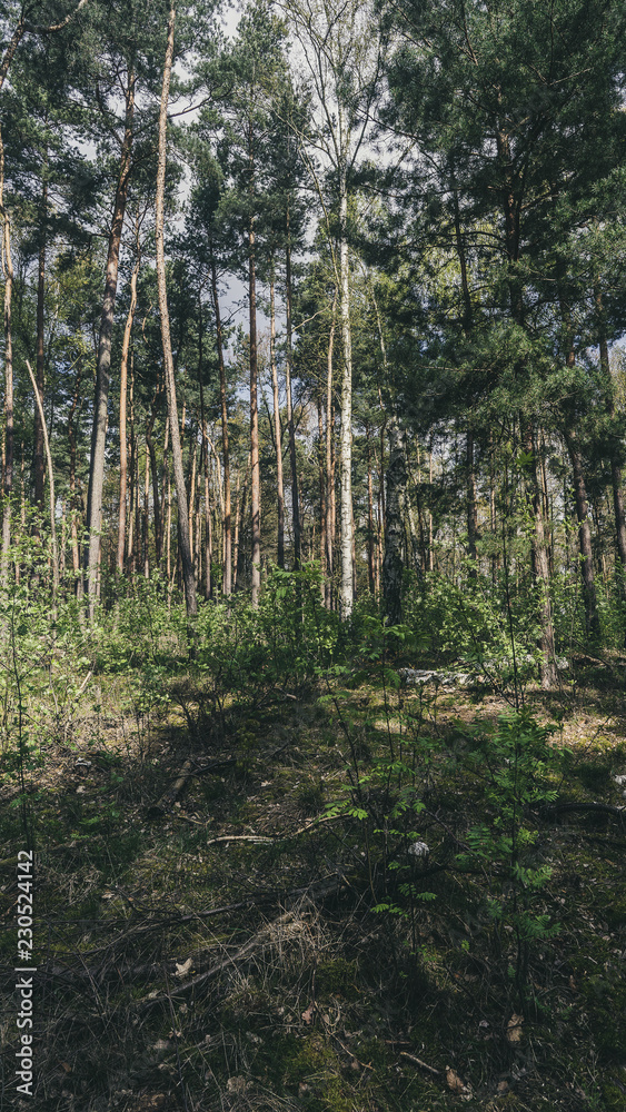 Obraz premium Trees [Vertical]