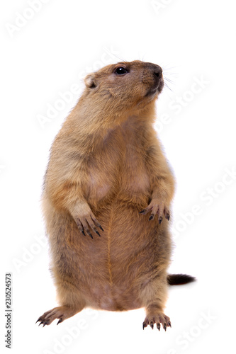 The bobak or steppe marmot on white background © Farinoza