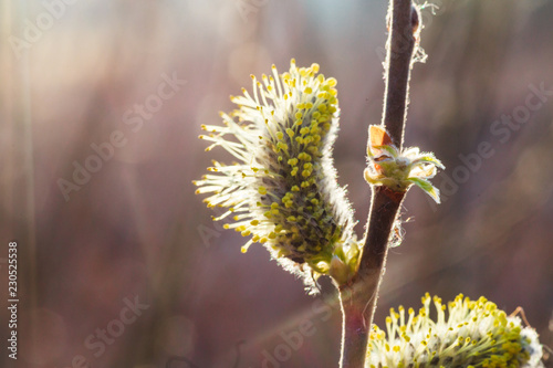 Not fluffy blooming inflorescences catkins holly willow in early spring before the leaves. Honey plants Ukraine.