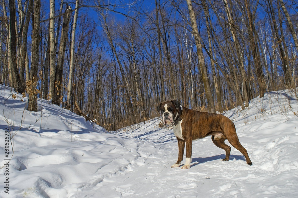 Boxer dog walking in the winter forest. Boxer dog walking in the winter forest.
