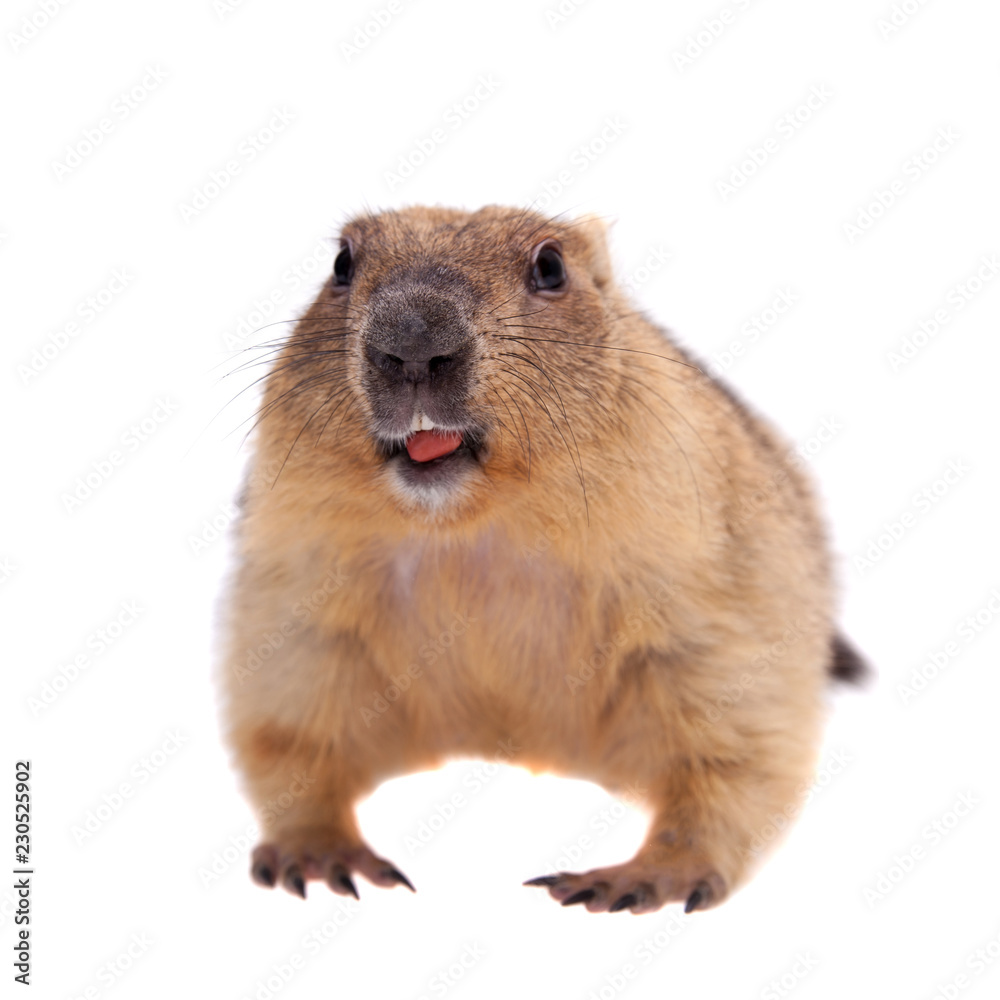 Obraz premium The bobak or steppe marmot on white background