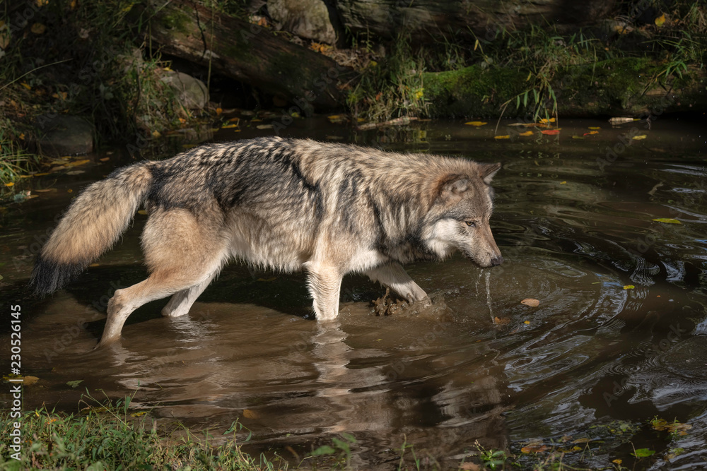 Timber Wolf (also known as a Gray Wolf or Grey Wolf) with water dripping from its muzzle, walking in the water, casting a reflection Timber Wolf (also known as a Gray Wolf or Grey Wolf) with water dripping from its muzzle, walking in the water, casting a reflection