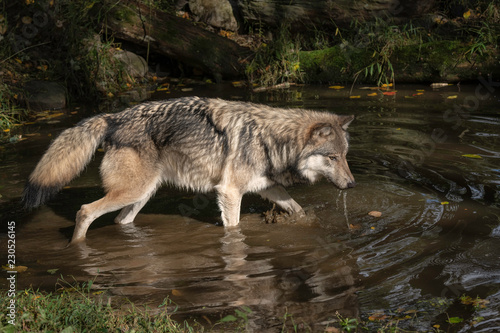 Timber Wolf  also known as a Gray Wolf or Grey Wolf  with water dripping from its muzzle  walking in the water  casting a reflection