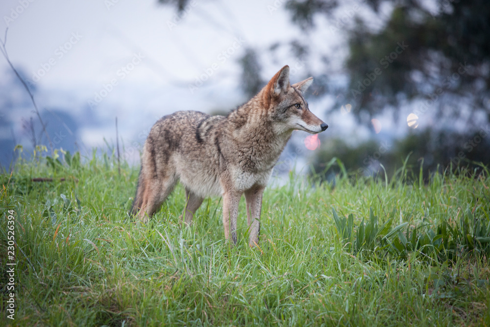 Urban coyote on hill overlooking San Francisco skyline Urban coyote on hill overlooking San Francisco skyline