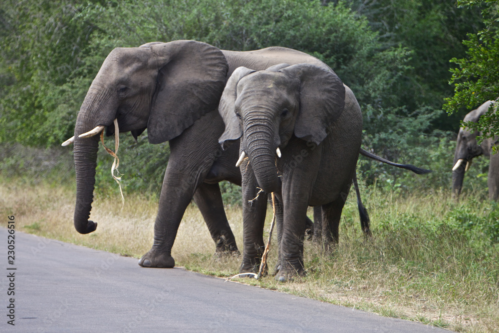 African Elephant's